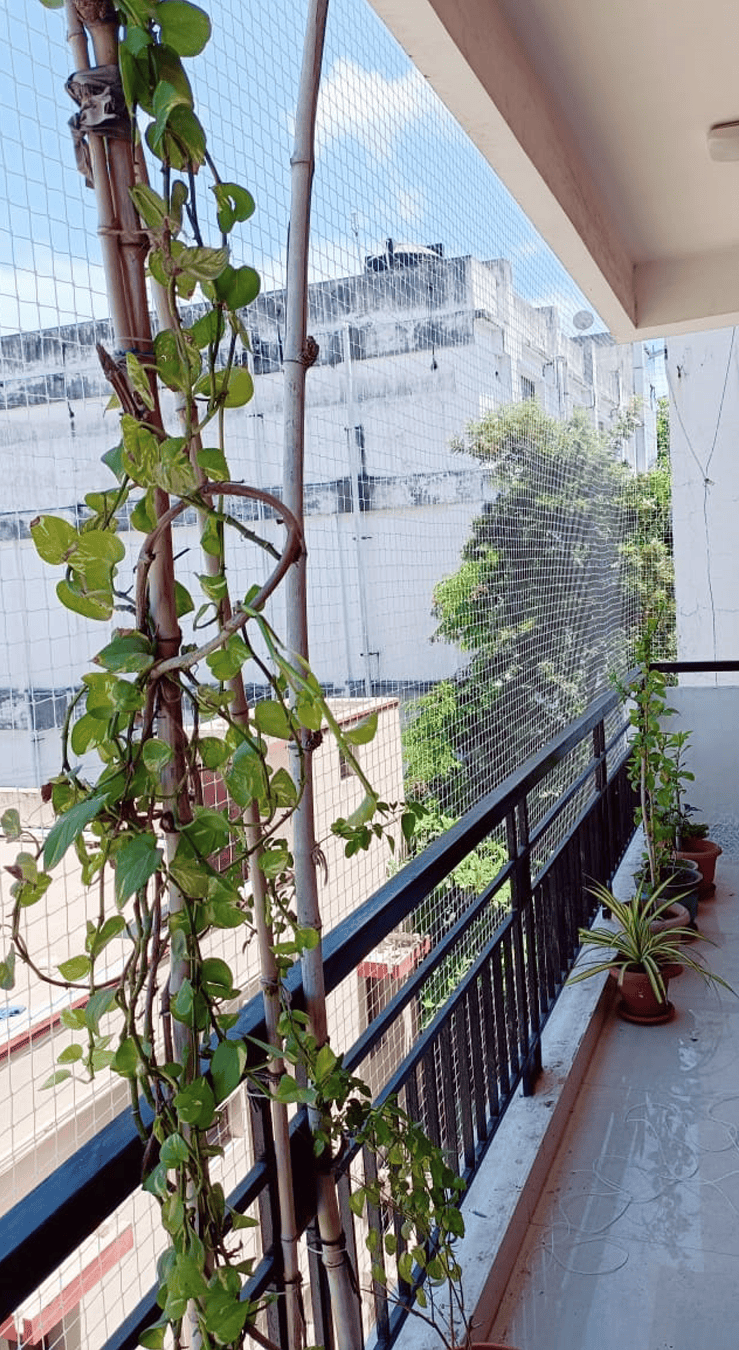 Pigeon-Net-Service-In-Bangalore